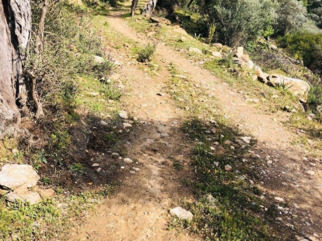 Meydan Gayrimenkulden Muğla Milas Çamlıyurtda  4.412 m2 Zeytinlik! - Görsel 18