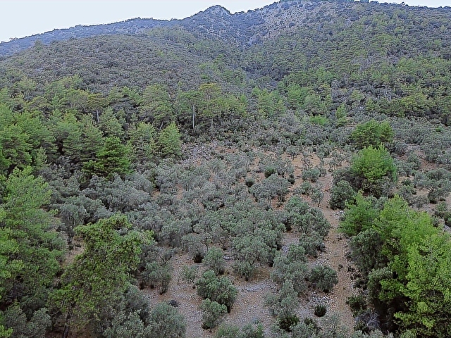 SEYDİKEMER KABAAĞAÇ MAHALLESİ 11.000M2 ZEYTİNLİK - Görsel 3