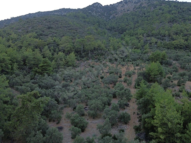 SEYDİKEMER KABAAĞAÇ MAHALLESİ 11.000M2 ZEYTİNLİK - Görsel 2