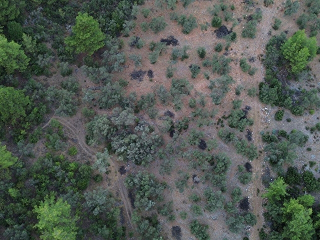 SEYDİKEMER KABAAĞAÇ MAHALLESİ 11.000M2 ZEYTİNLİK - Görsel 5