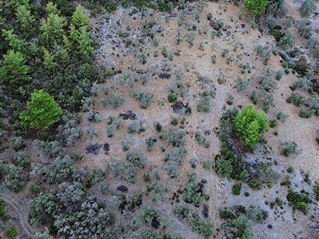 SEYDİKEMER KABAAĞAÇ MAHALLESİ 11.000M2 ZEYTİNLİK - Görsel 7