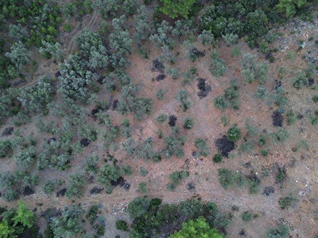 SEYDİKEMER KABAAĞAÇ MAHALLESİ 11.000M2 ZEYTİNLİK - Görsel 11