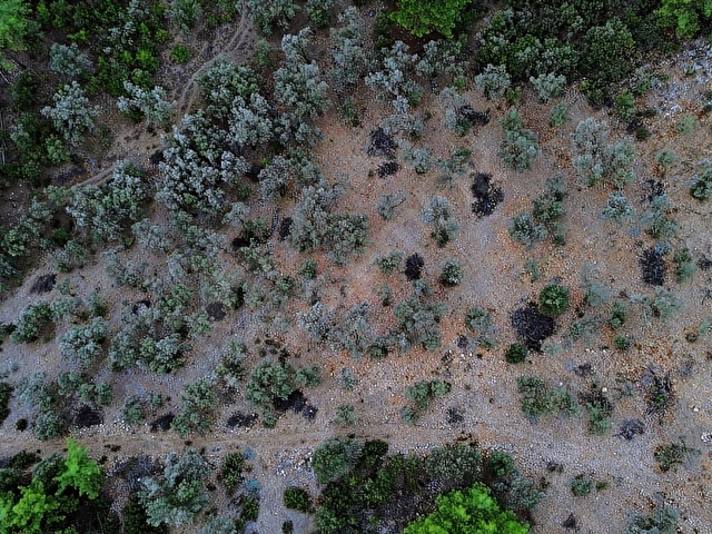 SEYDİKEMER KABAAĞAÇ MAHALLESİ 11.000M2 ZEYTİNLİK - Görsel 9