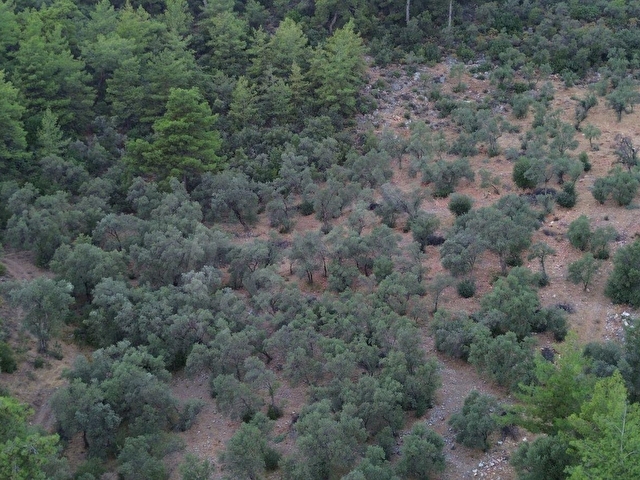 SEYDİKEMER KABAAĞAÇ MAHALLESİ 11.000M2 ZEYTİNLİK - Görsel 8