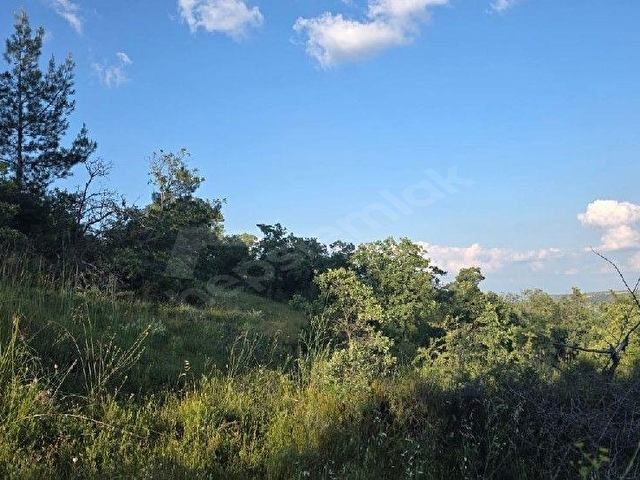 AYBARSTAN BEKİLLİ GÖMCEDE SATILIK 4850 M2 TARLA - Görsel 6