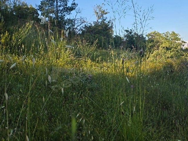 AYBARSTAN BEKİLLİ GÖMCEDE SATILIK 4850 M2 TARLA - Görsel 10