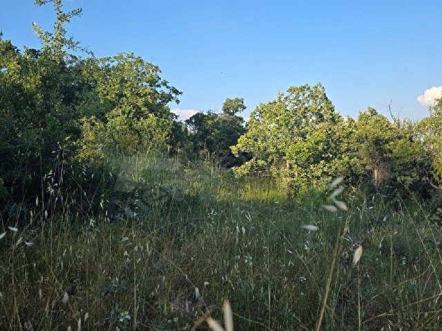 AYBARSTAN BEKİLLİ GÖMCEDE SATILIK 4850 M2 TARLA - Görsel 13