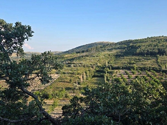 AYBARSTAN BEKİLLİ GÖMCEDE SATILIK 4850 M2 TARLA - Görsel 15