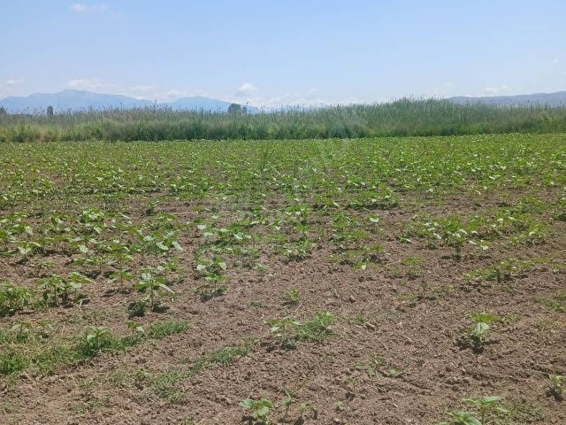 DENİZLİ ÇIVRIL ÇITAK SATILIK TARLA MENDERS NEHRİNE CEPHE SULU TARLA