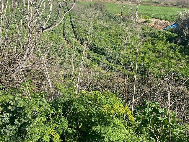 TEK TAPU Kiraz Umurcalı mh. Dam ve ev yapılabilir SATILIK TARLA - Görsel 10