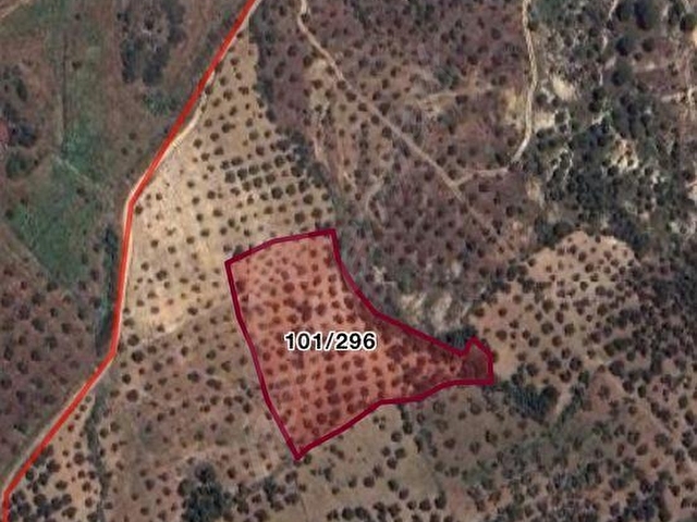 BALIKESİR BURHANİYEDE SATILIK ZEYTİNLİK - Görsel 2