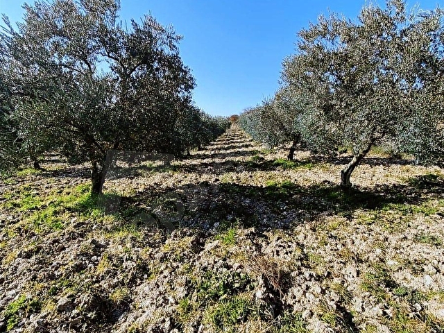 Kırkağaç ALiFAKI Köyünde Satılık 10 Dönüm Tirilye Zeytin Tarlası - Görsel 27