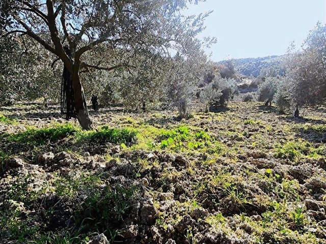 Kırkağaç ALiFAKI Köyünde Satılık 10 Dönüm Tirilye Zeytin Tarlası - Görsel 23