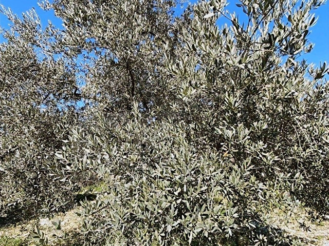 Kırkağaç ALiFAKI Köyünde Satılık 10 Dönüm Tirilye Zeytin Tarlası - Görsel 6