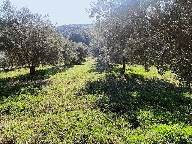 Kırkağaç ALiFAKI Köyünde Satılık 10 Dönüm Tirilye Zeytin Tarlası