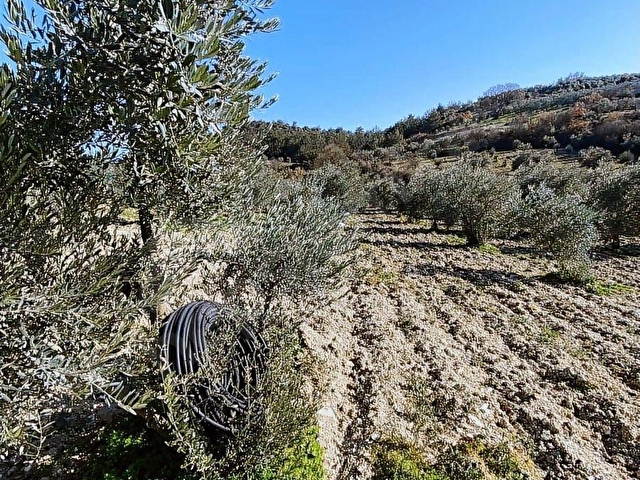 Kırkağaç ALiFAKI Köyünde Satılık 10 Dönüm Tirilye Zeytin Tarlası - Görsel 22