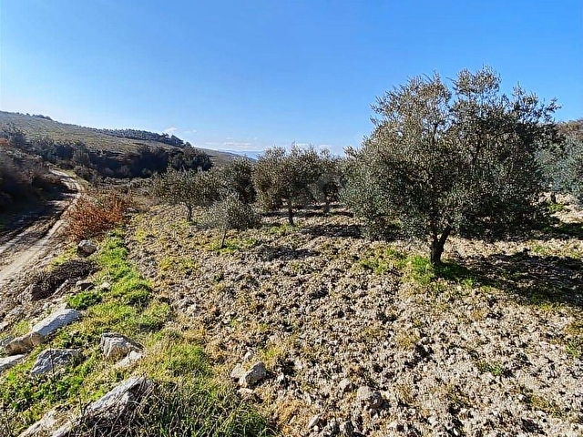 Kırkağaç ALiFAKI Köyünde Satılık 10 Dönüm Tirilye Zeytin Tarlası - Görsel 28