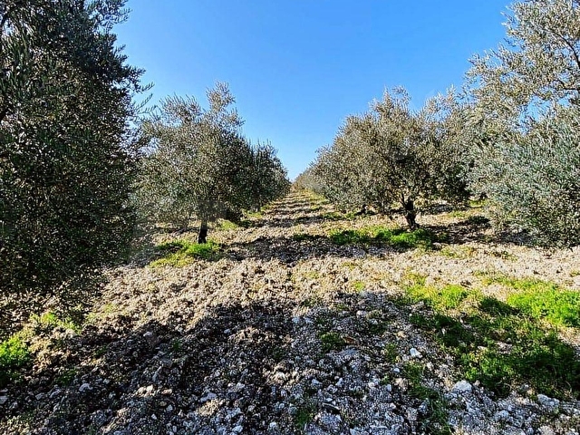 Kırkağaç ALiFAKI Köyünde Satılık 10 Dönüm Tirilye Zeytin Tarlası - Görsel 24