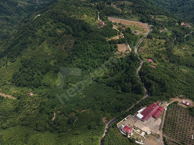 PERŞEMBE TARLACIKTA SATILIK 23.096 M² FINDIK BAHÇESİ VE TARLA - Görsel 2