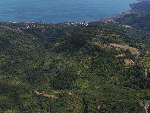 PERŞEMBE TARLACIKTA SATILIK 23.096 M² FINDIK BAHÇESİ VE TARLA