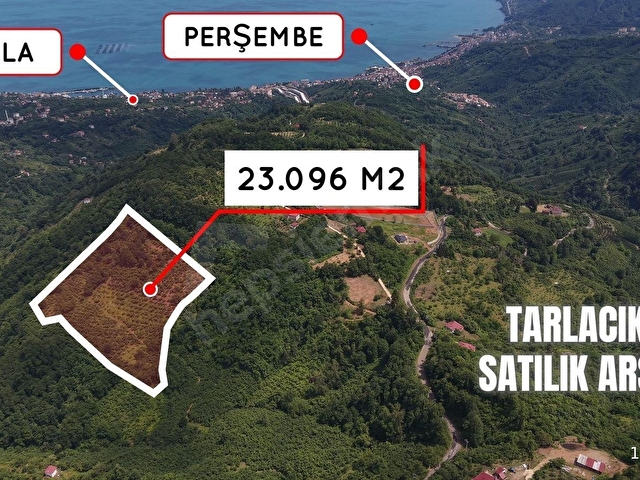 PERŞEMBE TARLACIKTA SATILIK 23.096 M² FINDIK BAHÇESİ VE TARLA - Görsel 6