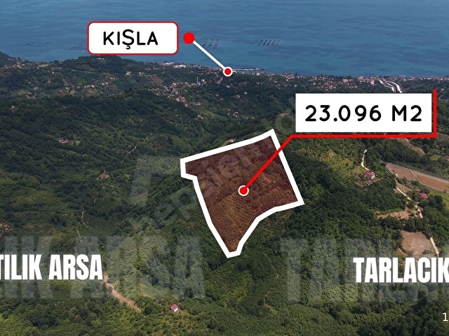 PERŞEMBE TARLACIKTA SATILIK 23.096 M² FINDIK BAHÇESİ VE TARLA - Görsel 5
