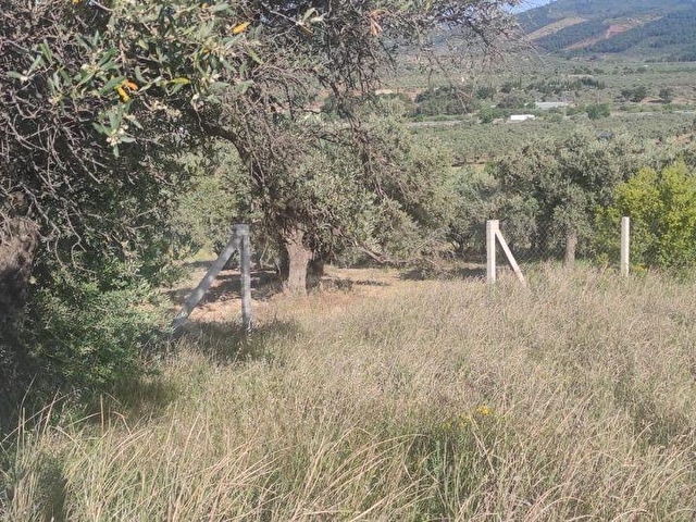 TORBALI ÇAKIRBEYLİDE ATA MİRASTAN HİSSELİ TARLA - Görsel 3