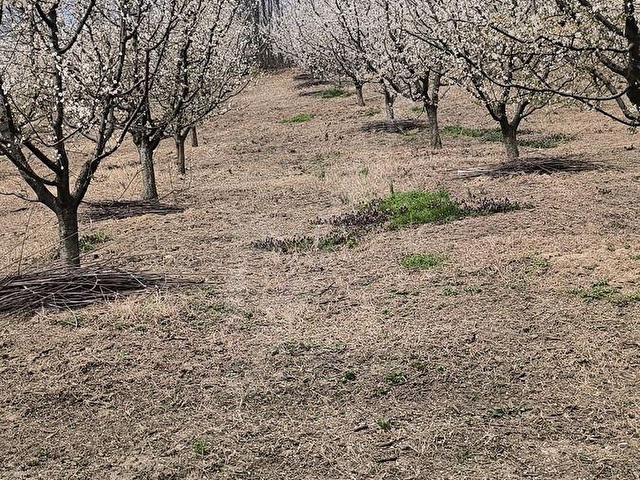 KARTEPE AVLUBURUNDA 300 AĞAÇLIK YÜK.GELİR GETİRİLİ ERİK BAHÇESİ - Görsel 18