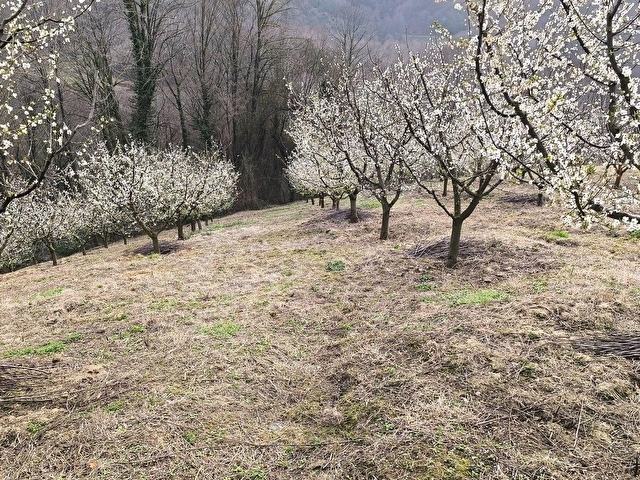 KARTEPE AVLUBURUNDA 300 AĞAÇLIK YÜK.GELİR GETİRİLİ ERİK BAHÇESİ - Görsel 3