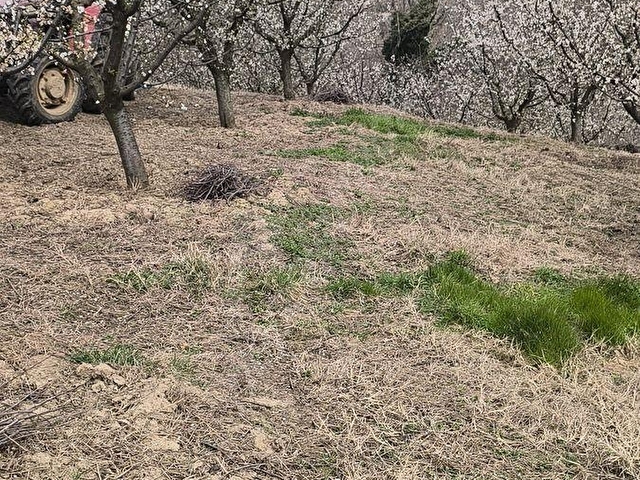 KARTEPE AVLUBURUNDA 300 AĞAÇLIK YÜK.GELİR GETİRİLİ ERİK BAHÇESİ - Görsel 19