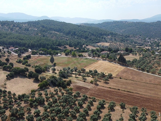 Muğla Milas Çamovalıda Satılık 12 Dönüm Verimli Tarla... - Görsel 12