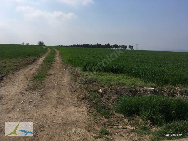 BANDIRMA İZMİR ASVALTINA 900 METRE, İÇİNDE 250 YE YAKIN AĞAÇ OLAN SATILIK ZEYTİNLİK - Görsel 4