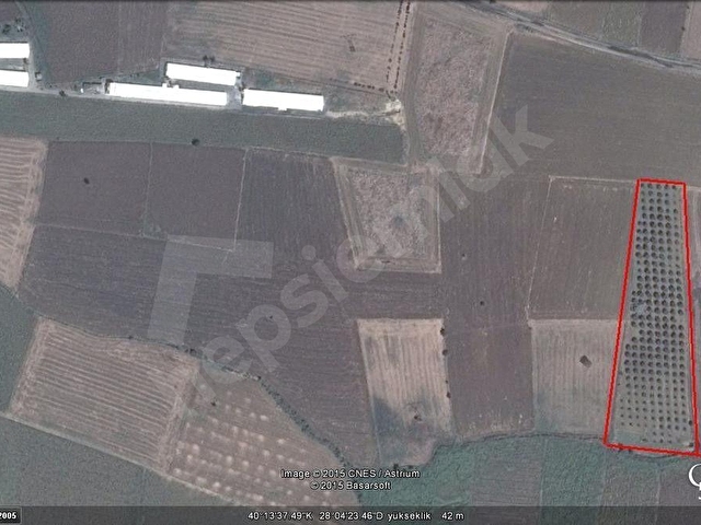BANDIRMA İZMİR ASVALTINA 900 METRE, İÇİNDE 250 YE YAKIN AĞAÇ OLAN SATILIK ZEYTİNLİK - Görsel 3