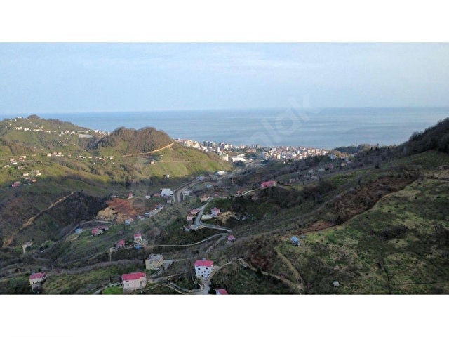 Satılık Giresun alınca fındık bahçesi 12918 m2 teyyaredüzü merkeze yakın 1,8 km sahile