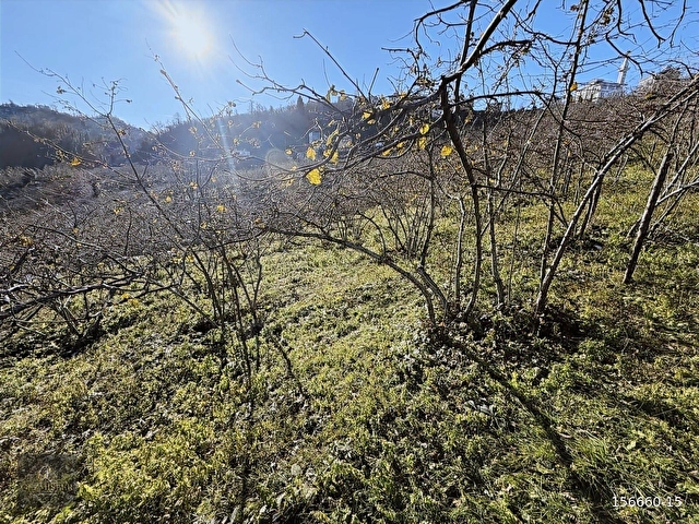 KEŞAP - FINDIKLI MAHALLESİ - DENİZ VE DOĞA MANZARALI ARSA - Görsel 12