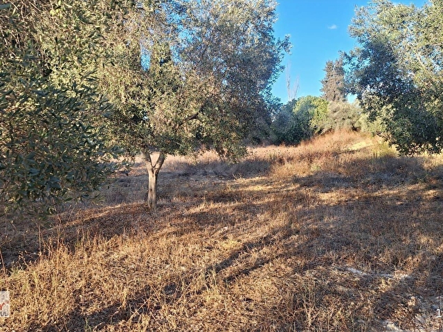Kuşadası Naci Akdoğan Kolej Arkası İmar sınırında Satılık Bahçe - Görsel 7