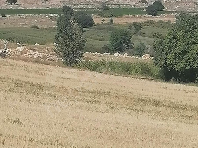 BURDUR KEMERDE SATILIK TARLA - Görsel 2