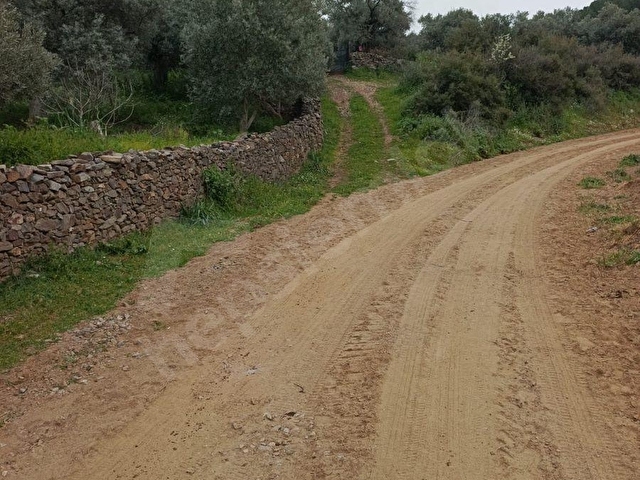 AYDIN İNCİRLİOVA KARABAĞ MAHALLESİNDE SATILIK ZEYTİN BAHÇESİ - Görsel 6
