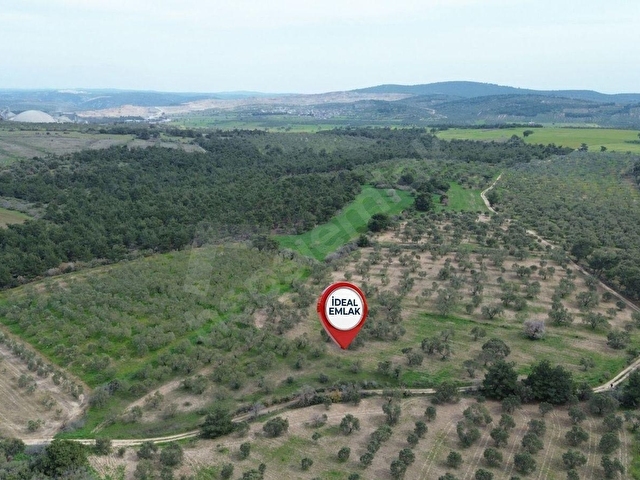 Ezine Üvecikte Yatırımlık & Bakımlı 8.222 M2 Yetişkin Zeytinlik - Görsel 26
