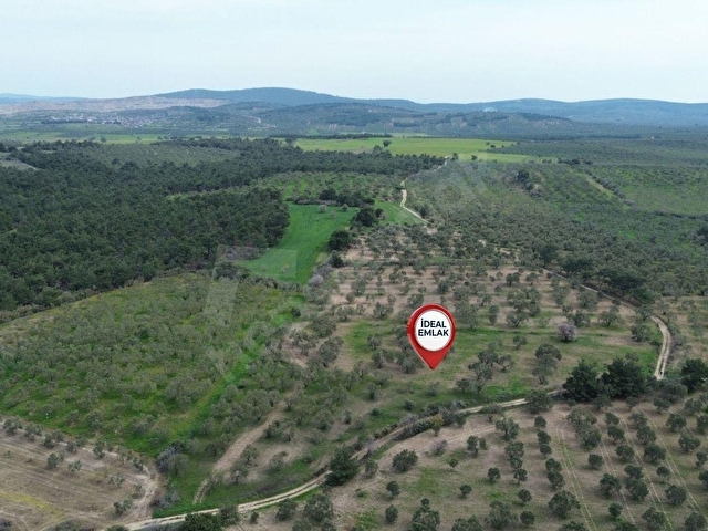 Ezine Üvecikte Yatırımlık & Bakımlı 8.222 M2 Yetişkin Zeytinlik - Görsel 29