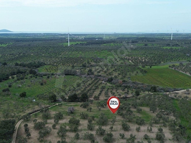 Ezine Üvecikte Yatırımlık & Bakımlı 8.222 M2 Yetişkin Zeytinlik - Görsel 16