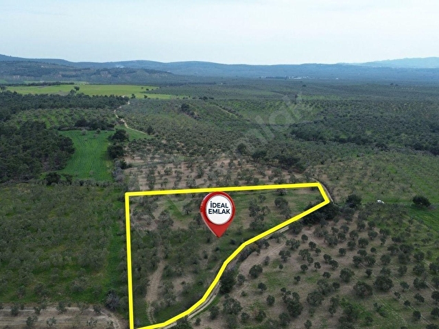 Ezine Üvecikte Yatırımlık & Bakımlı 8.222 M2 Yetişkin Zeytinlik - Görsel 12