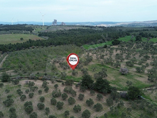 Ezine Üvecikte Yatırımlık & Bakımlı 8.222 M2 Yetişkin Zeytinlik - Görsel 25