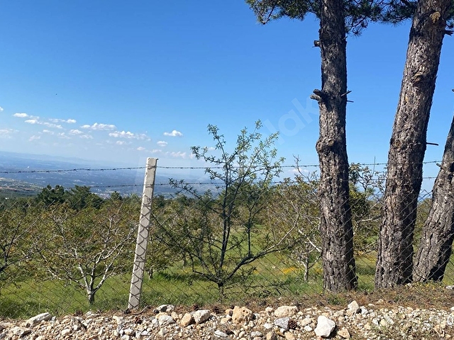 Güzelpınarda Villa Arsası – 6.500 m² – Cevizlik & Panoramik Manzara - Görsel 3