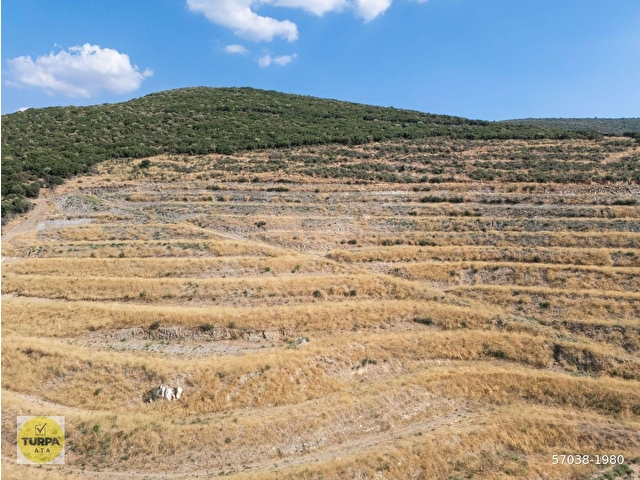 İzmir Torbalı Ahmetli Mahallesinde Satılık 117 Dönüm Arazi - Görsel 28