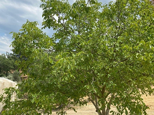 SATILIK ZEYTİN TARLASI - Görsel 9
