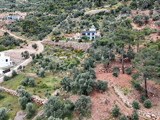 FETHİYE GÖCEK İNLİCEDE SATILIK ZEYTİNLİK - Görsel 14