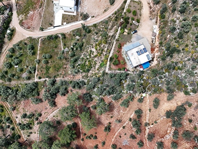 FETHİYE GÖCEK İNLİCEDE SATILIK ZEYTİNLİK - Görsel 10