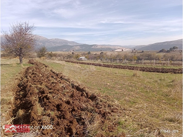 KARAR DAN TAVAS TEKKEDE 2735M2 YOL CEPHELİ 20 ADET CEVİZLİ TARLA - Görsel 4