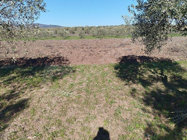 MANİSA ŞEHZADELER TEKELLER MAH. 9050 M2TEK TAPU 15 YILLIK ZEYTİNLİK SATILIKTIR - Görsel 10